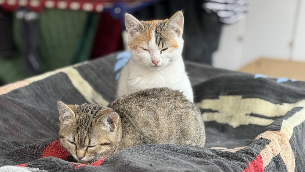 Pisici pentru adoptie