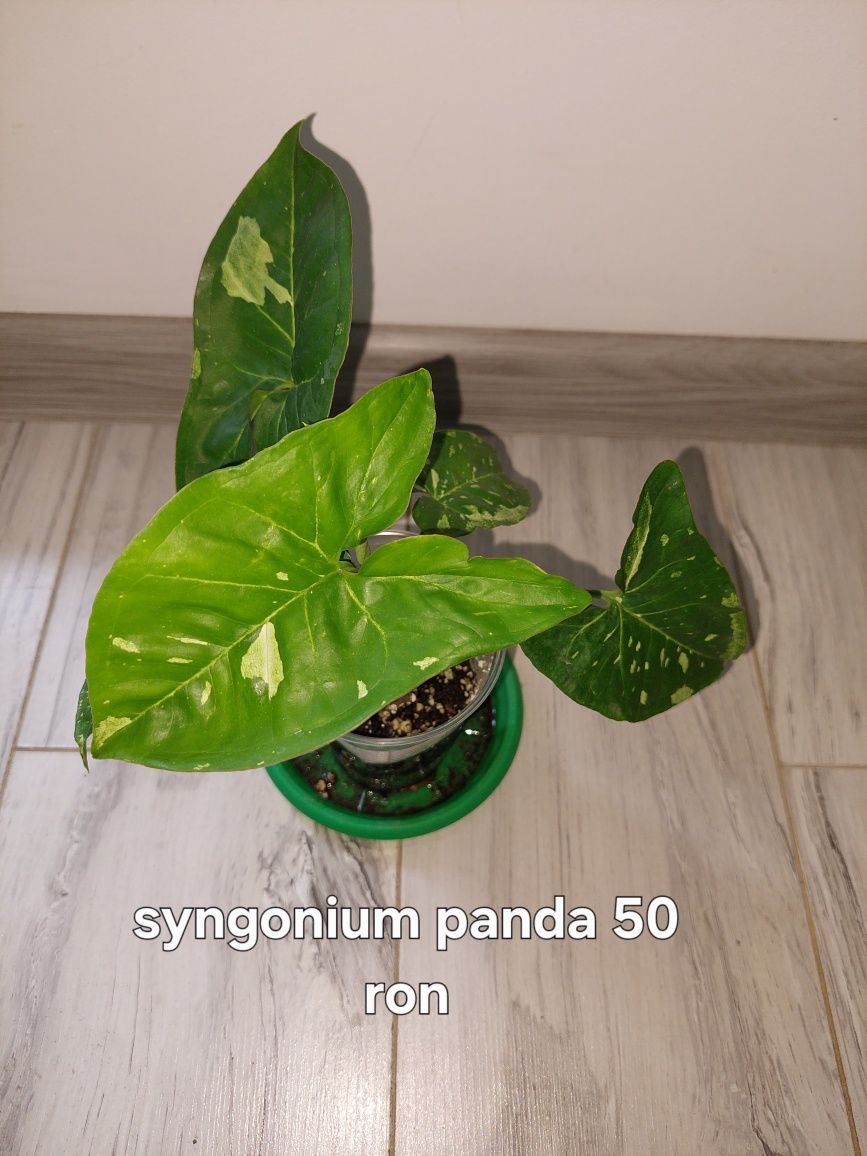 Syngonium de vanzare