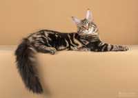 Роскошные котята мейн кун из питомника Mainemarie