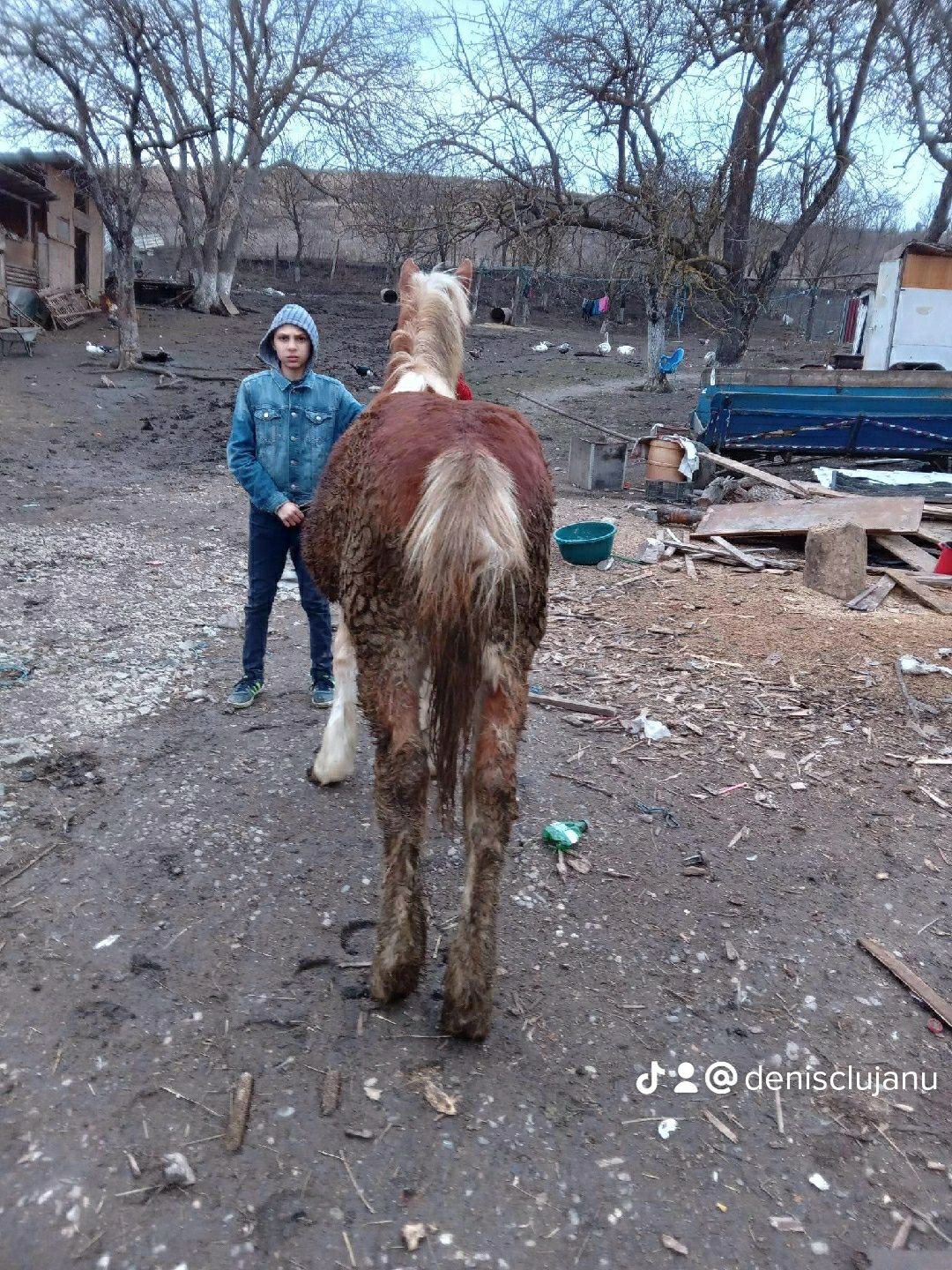 Mânză de cinci luni de vânzare mânză de cinci luni de vânzare