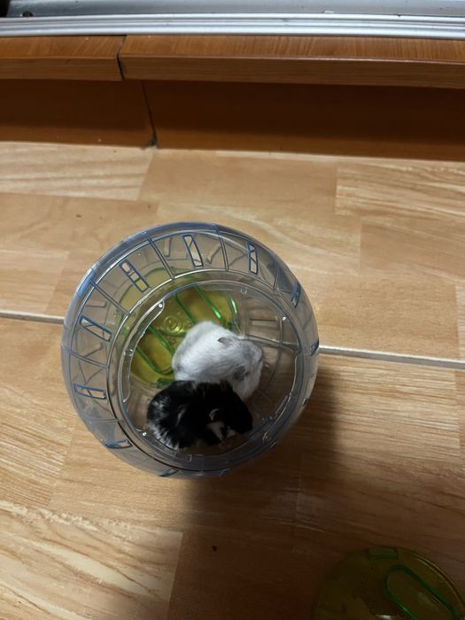 Se vinde cusca pentru hamster +2 hamster + bila