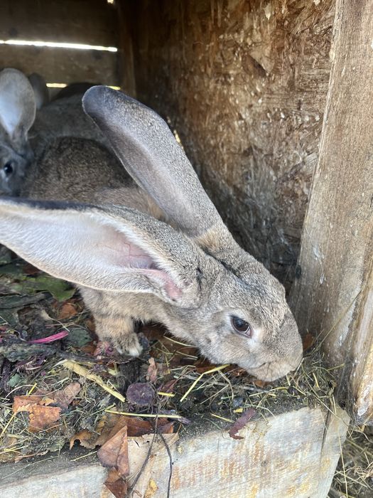 Vand iepurasi , californian si si belgian.