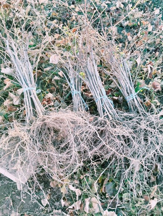 Vita de Vie Nova Alba și Ananas