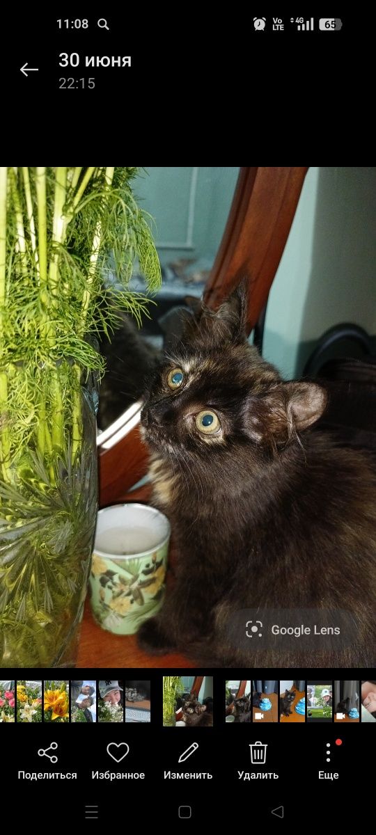 Отдам котенка кошечку два месяца