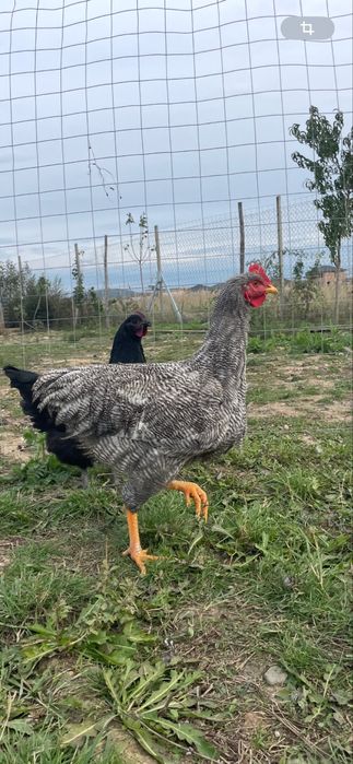 Cocosi Plymouth Rock si Australorp
