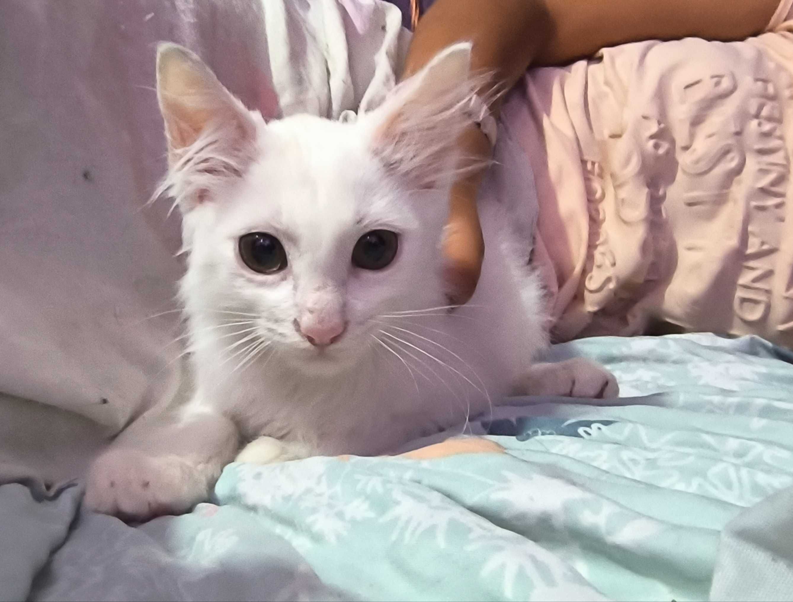 Малко бяло котенце