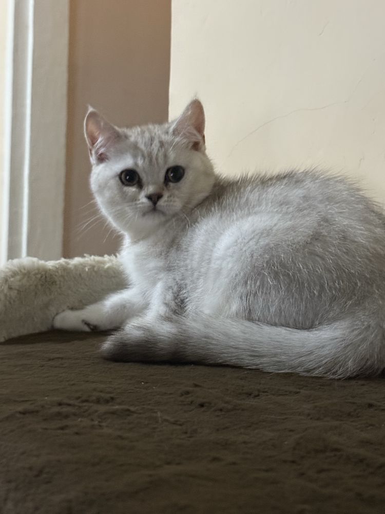 Продаётся котёнок (мальчик) серебристая шиншила.