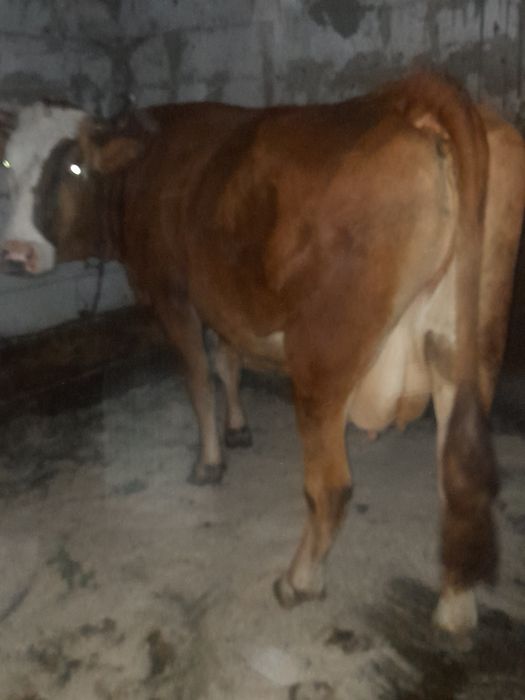 Vând vaca gestanta