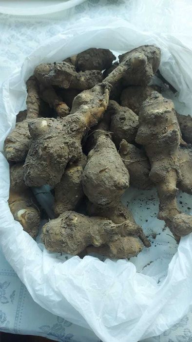 Продается Топинамбур.