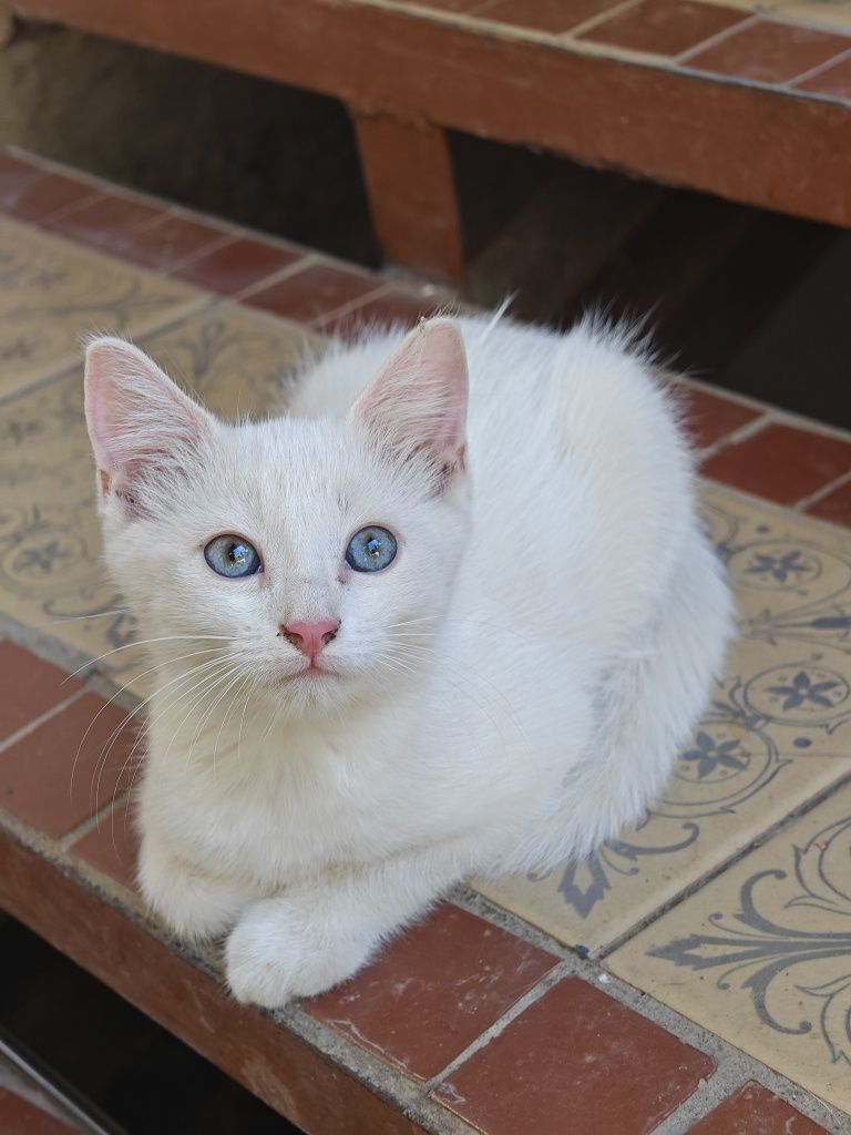 Котята свои скотиш