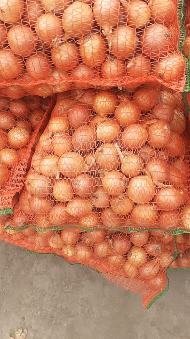 Ceapa pastarnac pătrunjel morcov țelină