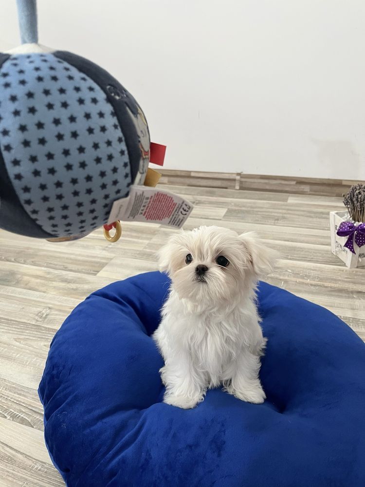Bichon Maltez Mini Toy cu Pedigree