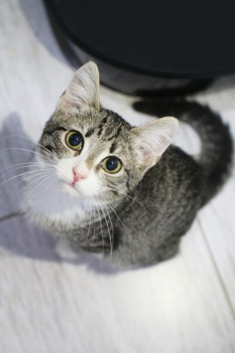 Отдам котиков (мальчики), в ответственные руки