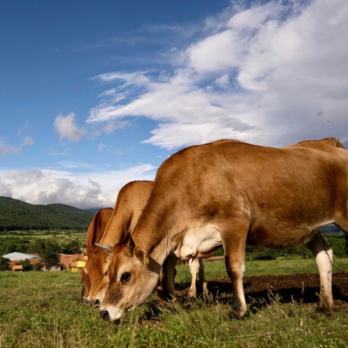 Биосертифицирани дойни крави Джерсей за продан.