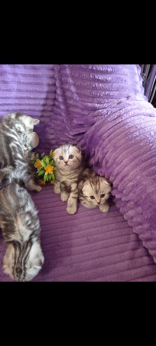 Продам шотладскую прямоухую кошечку .