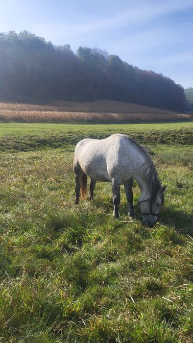 Iapa de 8 ani gestanta in 5 luni
