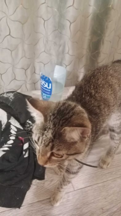 Найден котенок в районе горняка,Оптима СМ