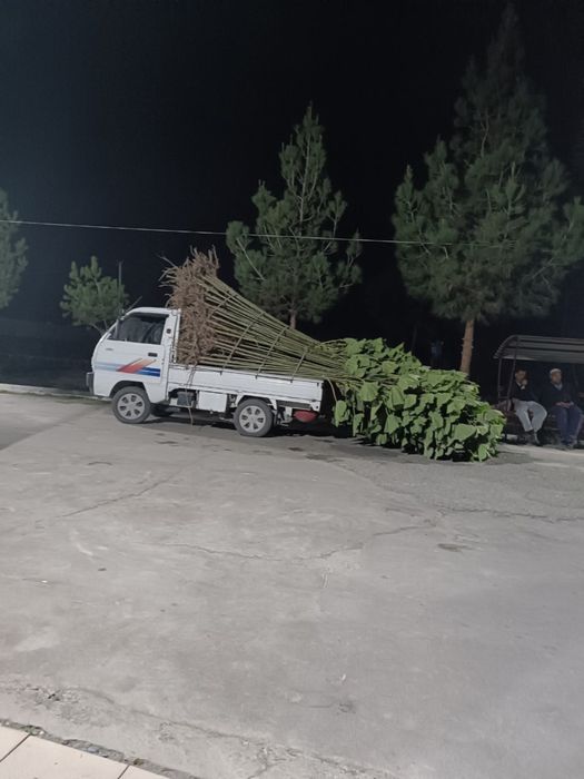 Яшил макон учун кучатлар оптом нарх