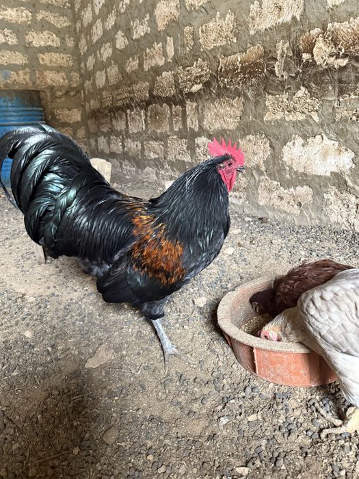 Әтеш сатылады Жетібайда тұр бағасы 10000