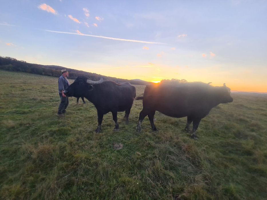 Bivolițe de vânzare și taur