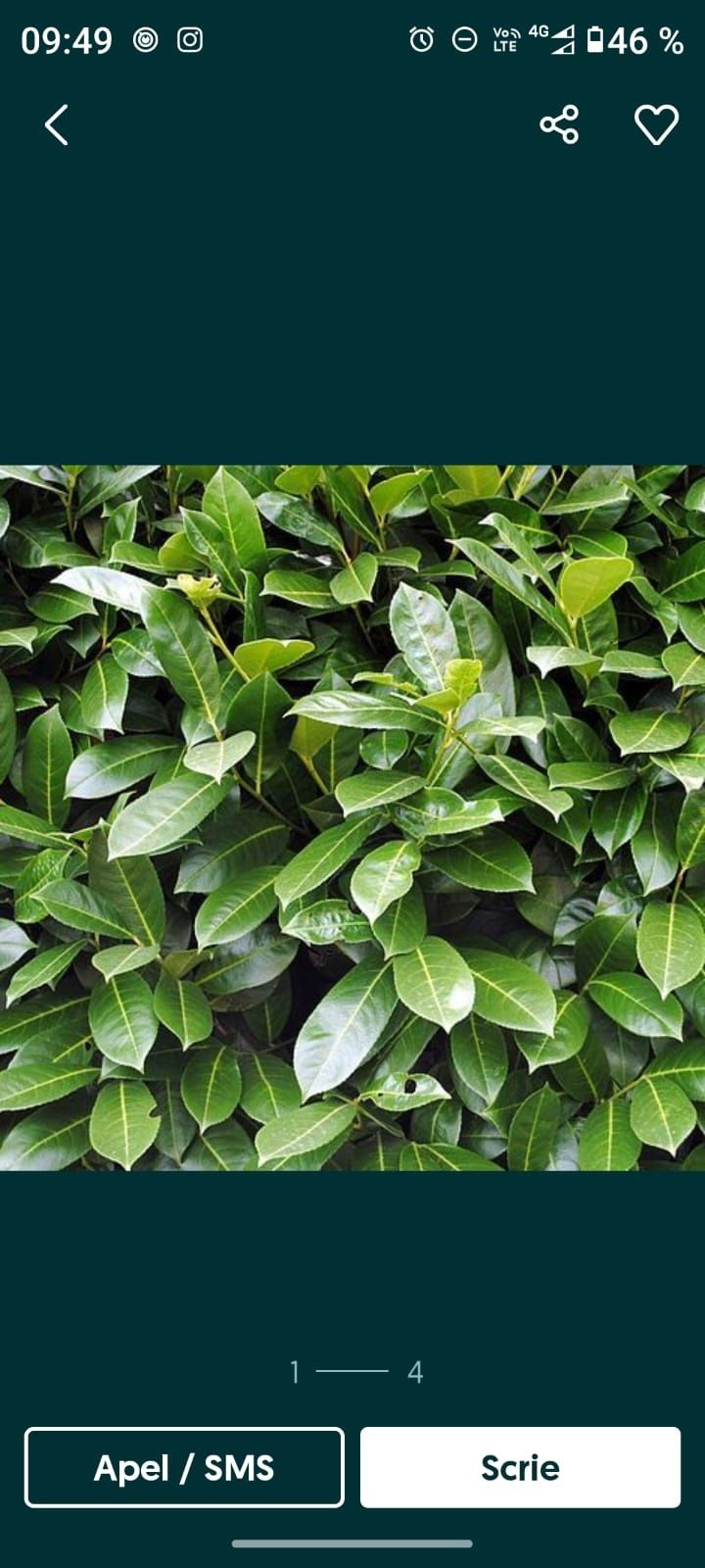 Gard viu Lemn cainesc ( ligustrum vulgare )