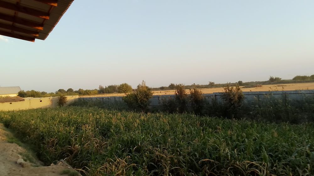 20 sotixli uychaska sotiladi