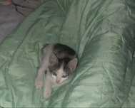 Котенок в добрые руки