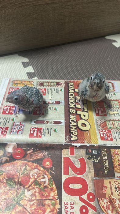 Папагали Пиррура ръчно хранени