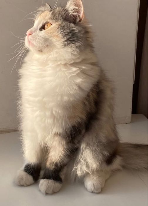 Отдам кошку в добрые руки