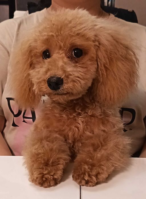 Коледна промоция