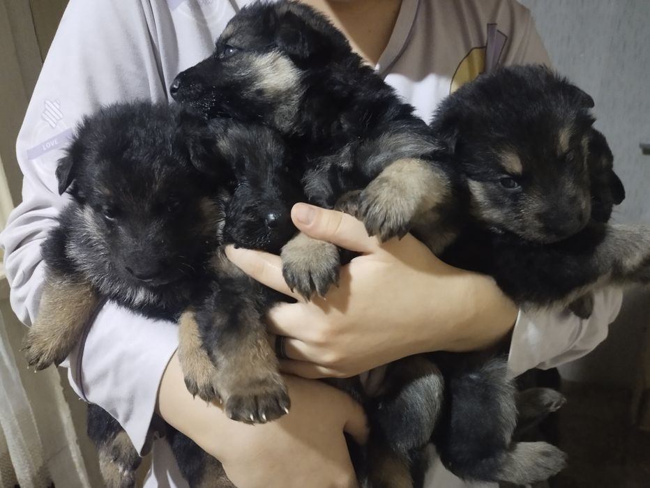 Щенки немецкий овчарки