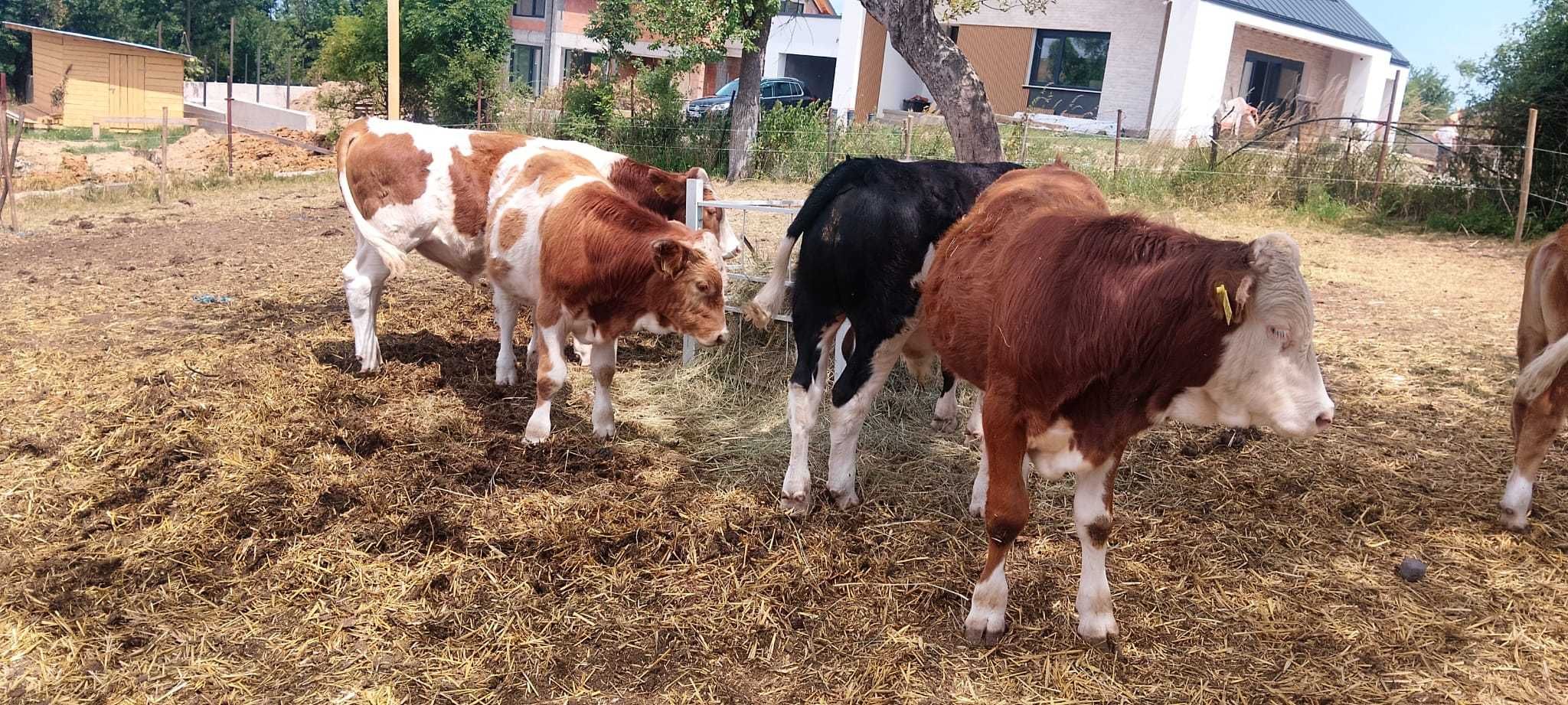 Vand 5 viței masculi