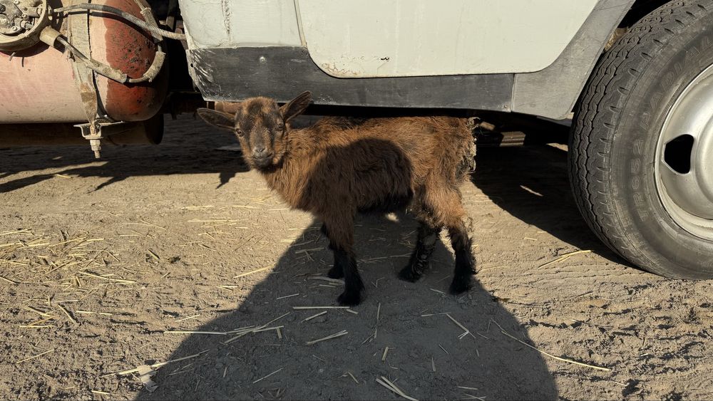 Парода лақ сатылады 10 мың