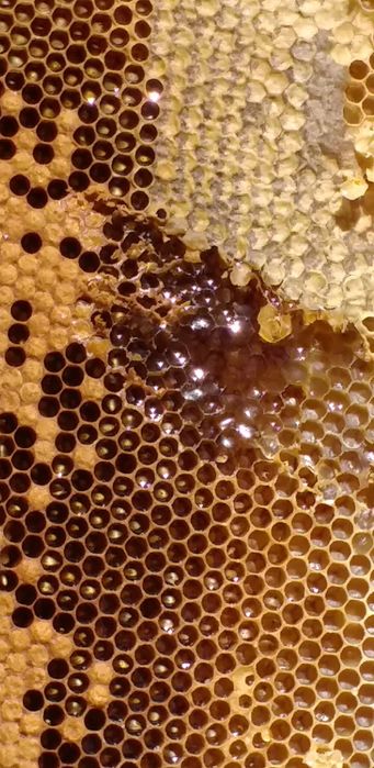 Тоза асал сотилади    кафолат  100%                                  .