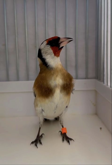 Kanareyka Кокил Сава Норчи Козони куши