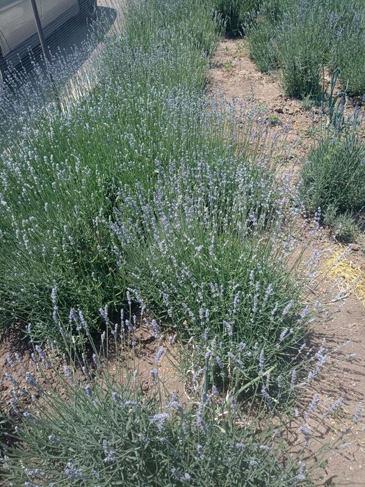 Tufe de lavandă Sevtopolis angustifolium anul 5