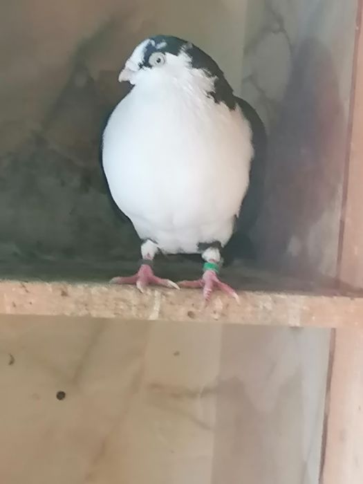 Porumbei  de vânzare