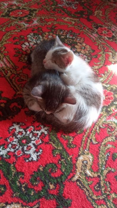 Отдам даром в хорошие руки котёнка