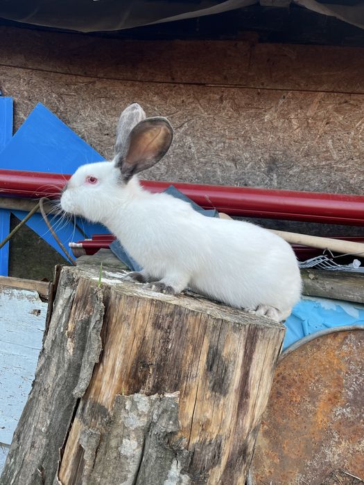 Iepurite diferite culori /diferite rase