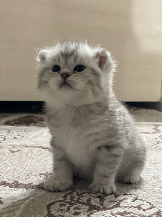 Тоза кон мушукчамиз сотувда