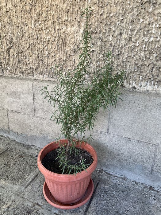 Розмарин-60см.