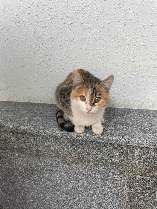 Отдам даром, Бесплатно в хорошие руки Бепул берилади