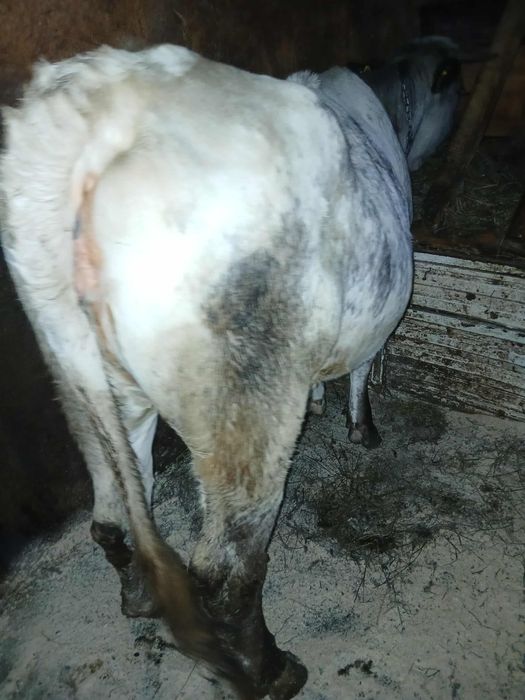 Vând Junica Albastru Belgian gestantă in 5 luni