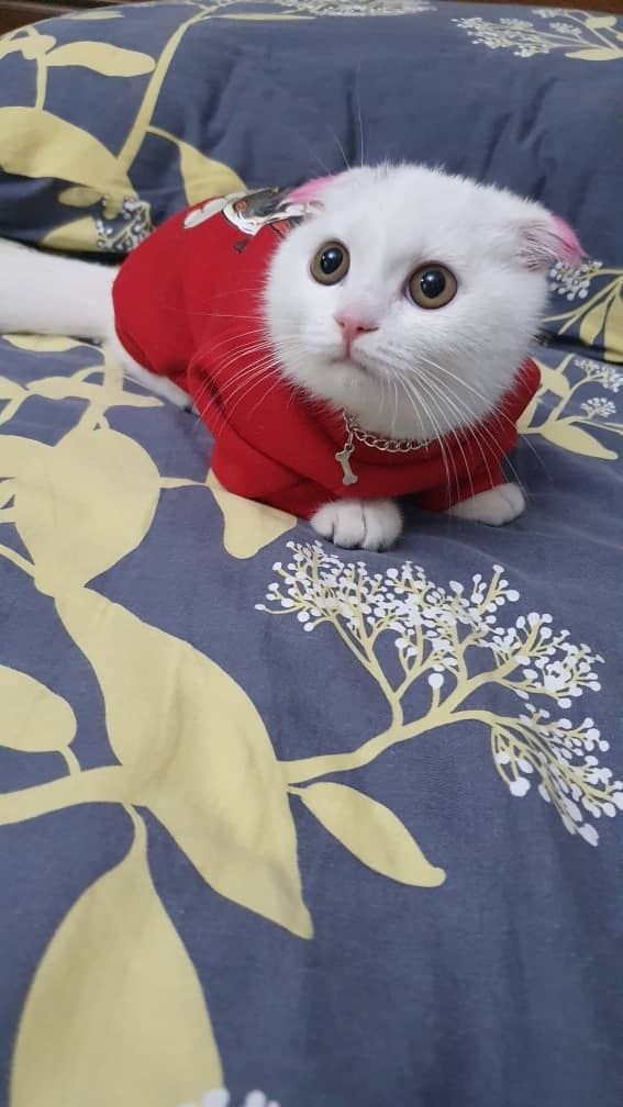 Продаю скотиш фолд девочку
