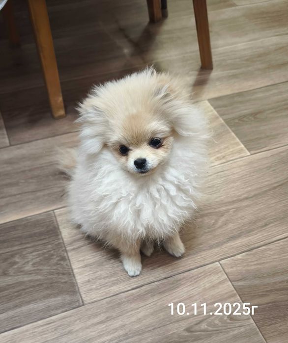 Щенок померанского шпица