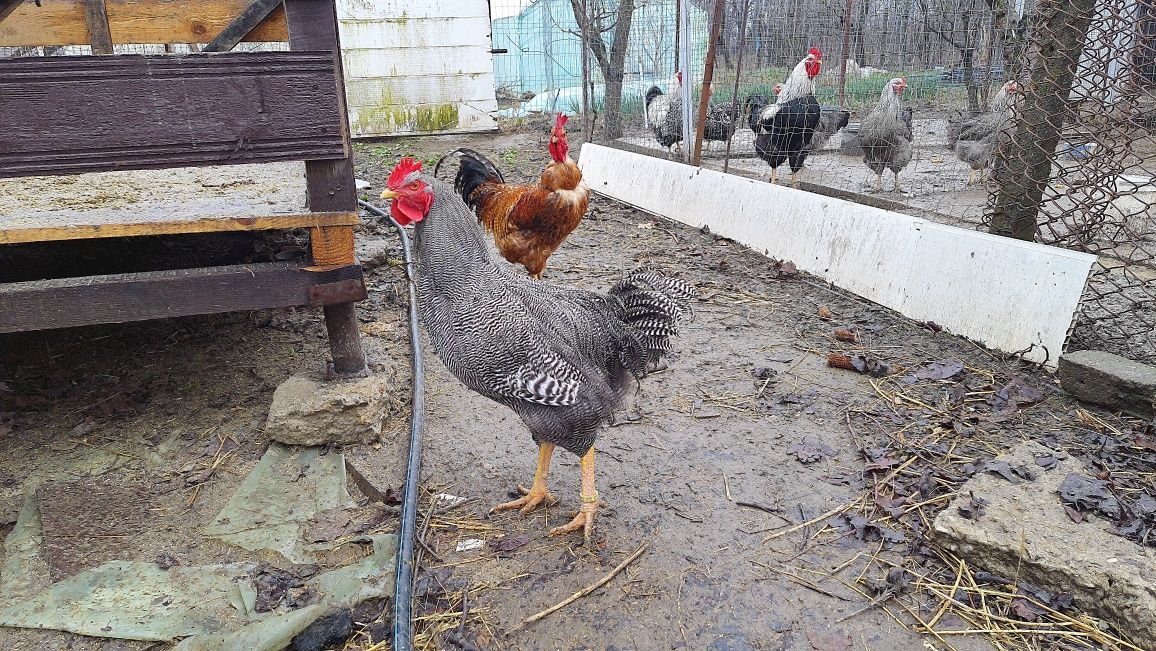 Cocoși plymouth rock barat