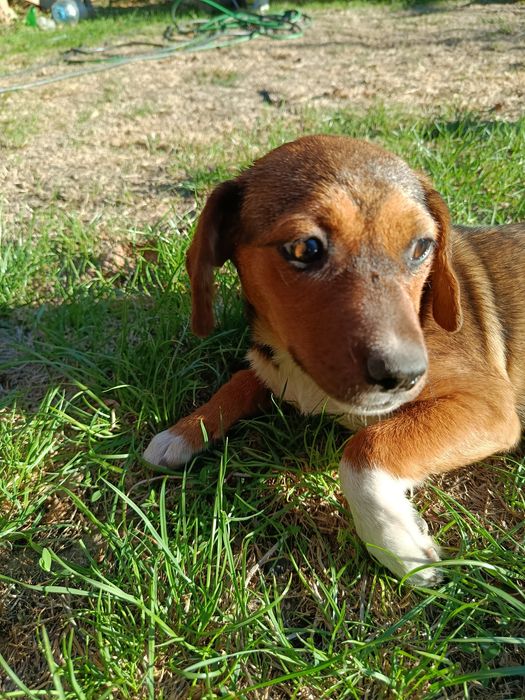 Cățelușe spre adopție