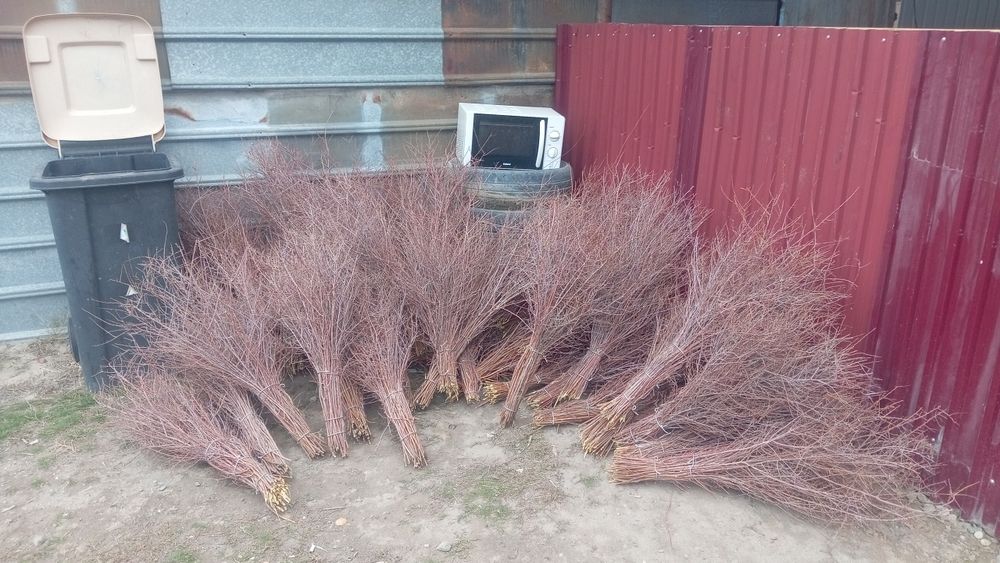 Тобылгы сыпыртка