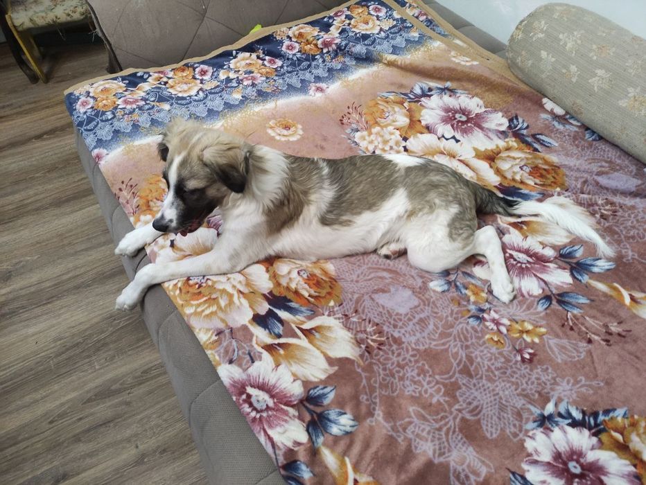 Отдадим собаку в добрые и хорошие руки.