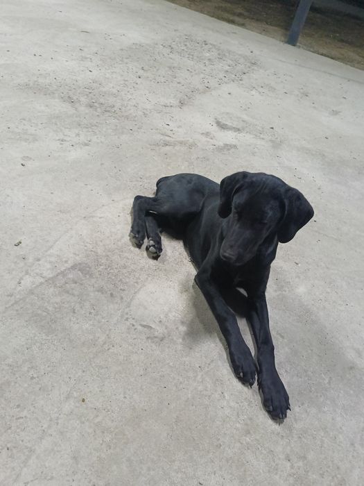 Курцхаар щенок 4 мес.